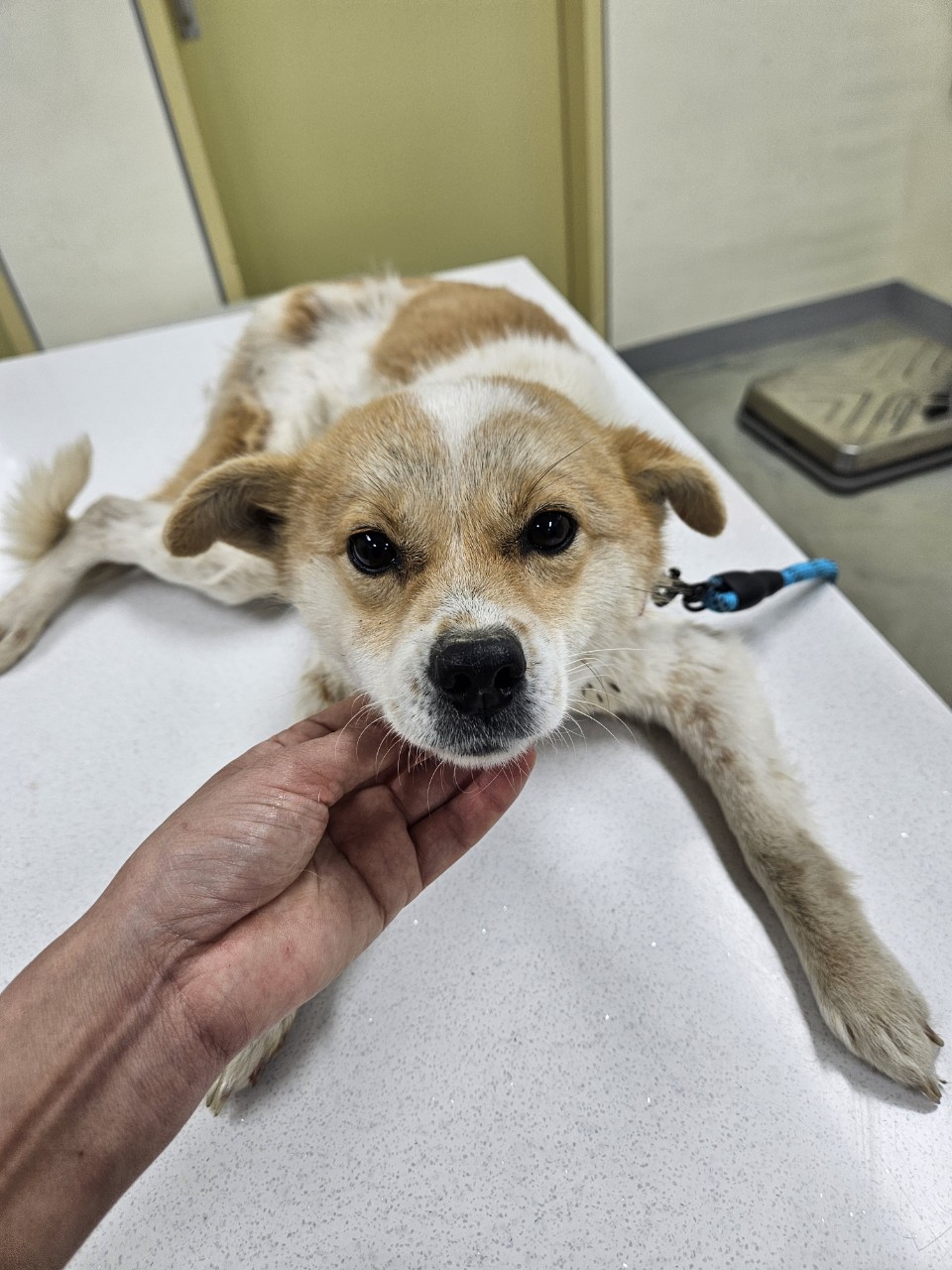 아산동물복지지원센터_444452202400536