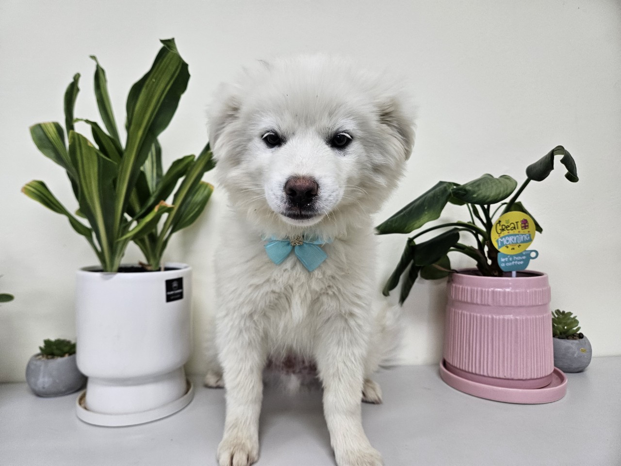 아산동물복지지원센터_444452202400551