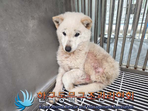 한국동물구조관리협회_441409202400314