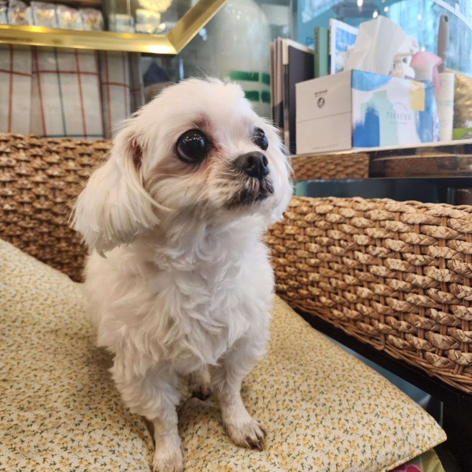 구리반려동물문화센터_441398202400059