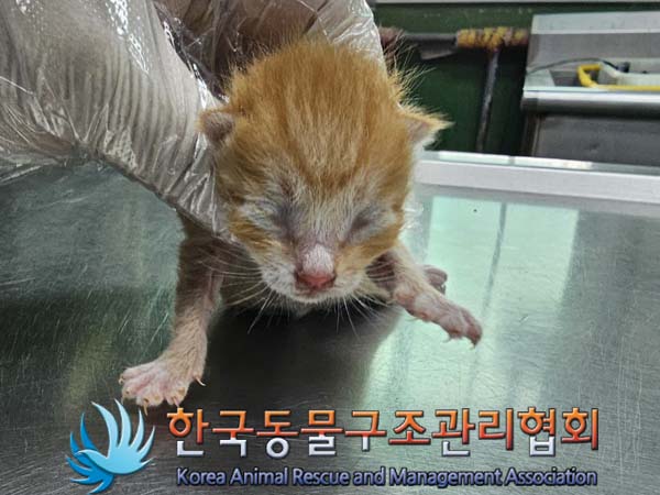한국동물구조관리협회_441382202400179