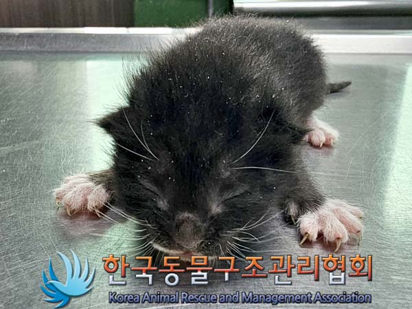 한국동물구조관리협회_441382202400183