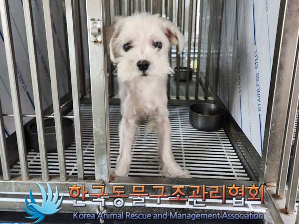 보호중 말티즈의 가…