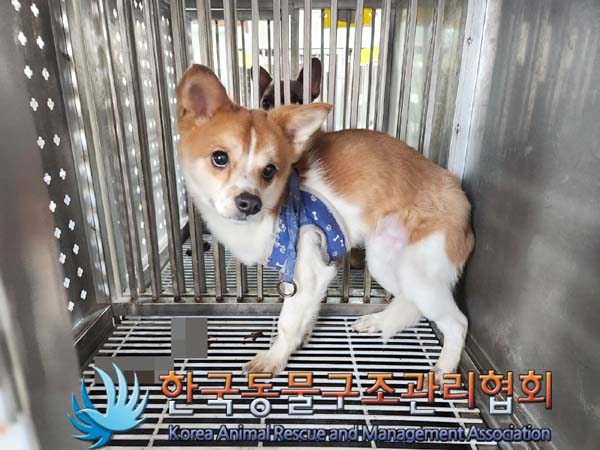 종료(자연사) 믹스…