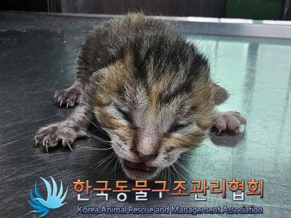 한국동물구조관리협회_441382202400180