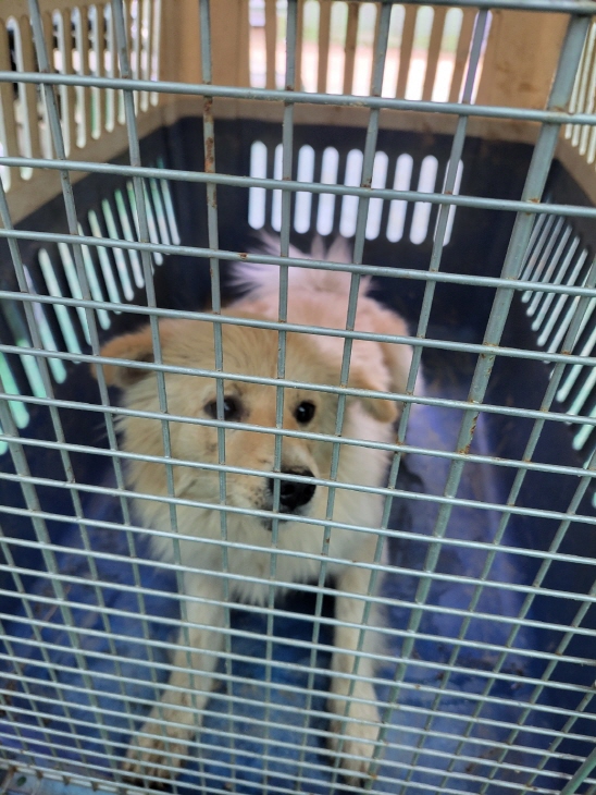 함안군유기동물보호소_448540202400208