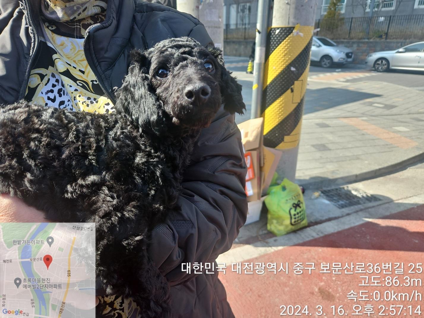 대전동물보호센터_430365202400058