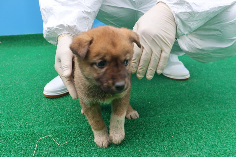 제주 동물보호센터_450650202400865