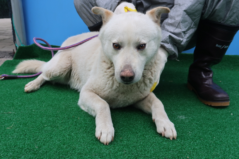 제주 동물보호센터_450650202400867