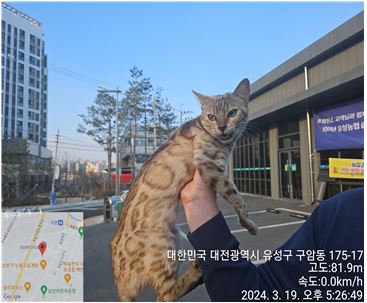 보호중 벵갈의 가족…