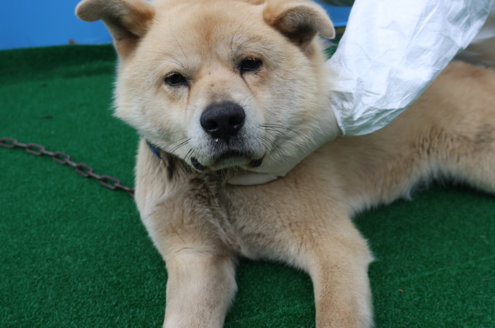 제주 동물보호센터_450650202400869