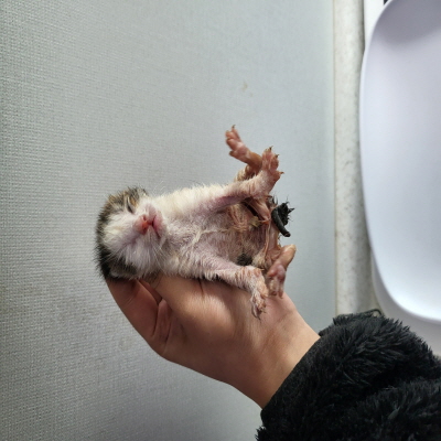 (사)동부동물보호협회_426331202400042
