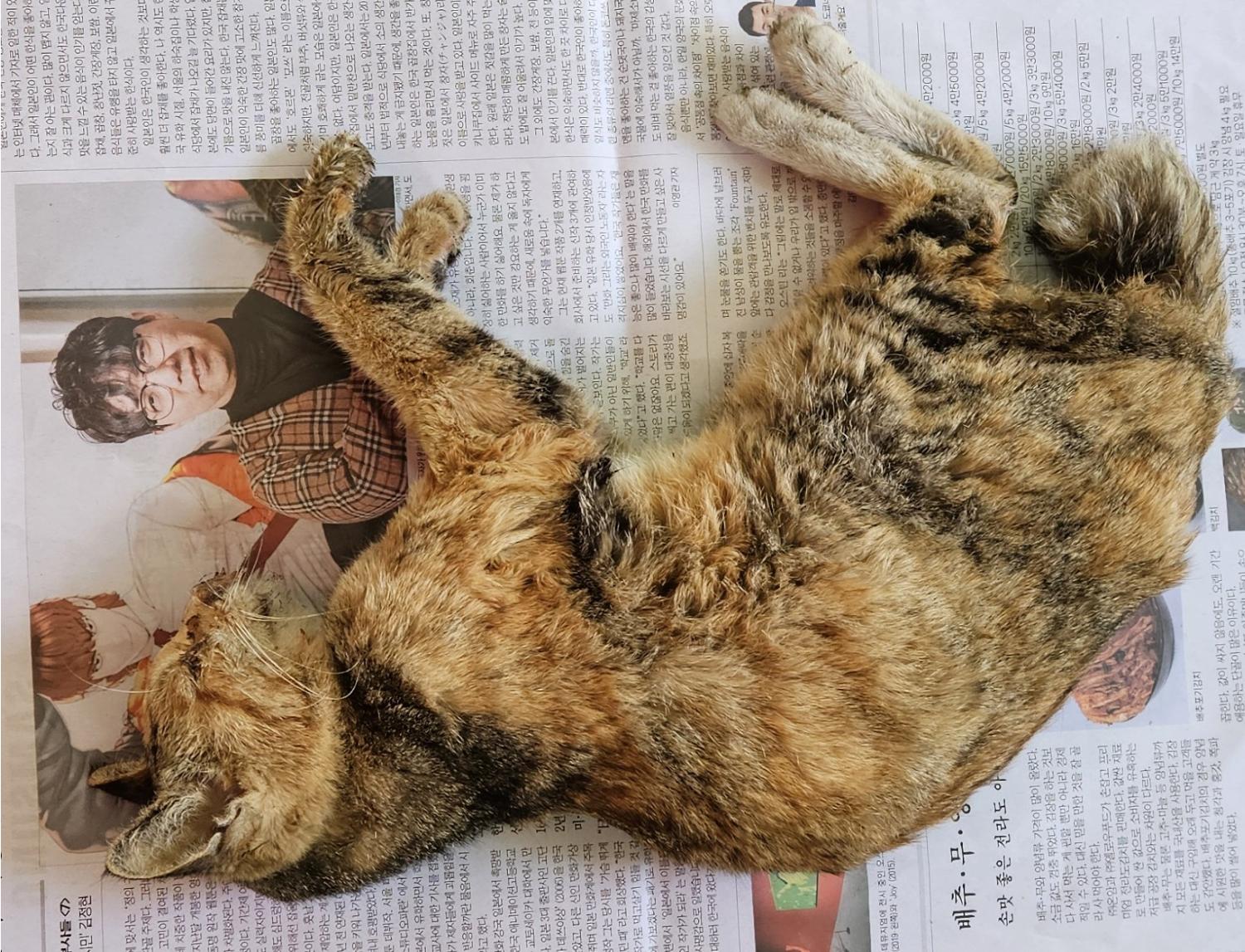 대구유기동물보호협회_427345202400103