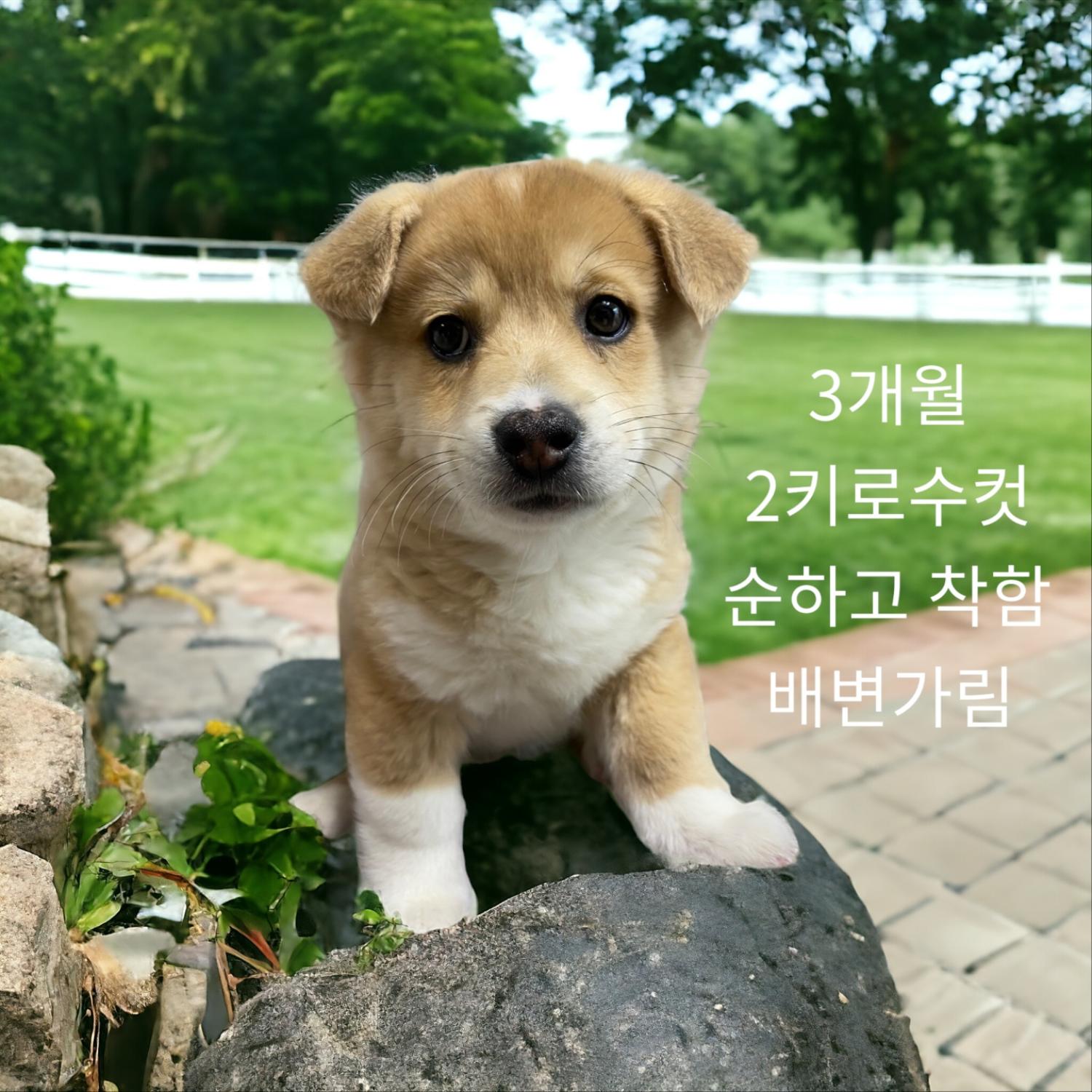 [개] 믹스견 경북-성주-2024-00114 유기동물 배경 이미지 입니다.