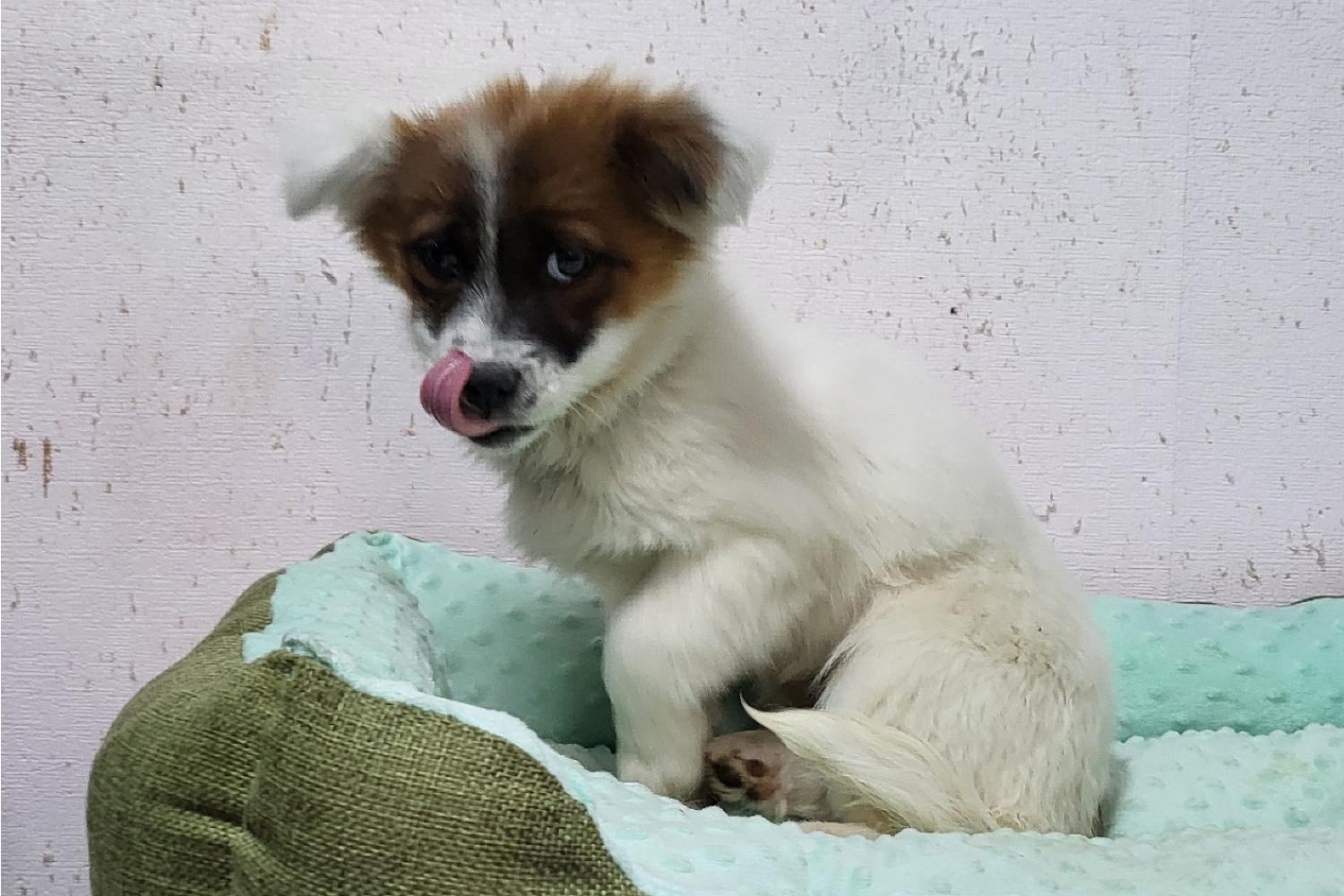 밀양시 동물보호센터_448536202400398