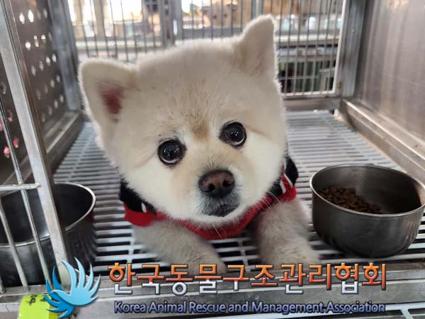 종료(반환) 포메라…