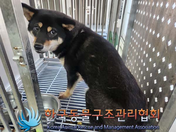한국동물구조관리협회_411317202400065