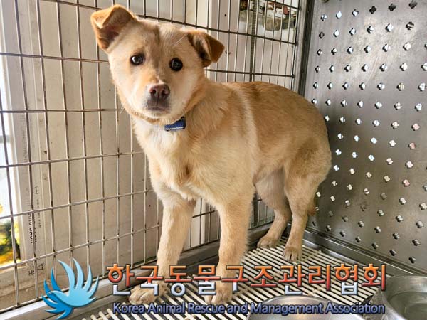 한국동물구조관리협회_441404202400125