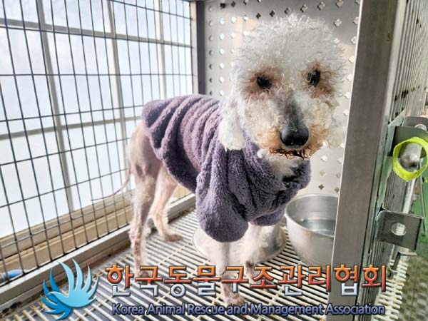종료(입양) 베들링…
