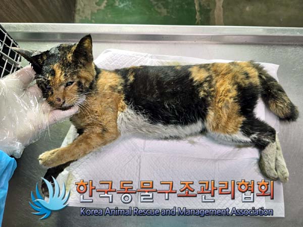 종료(자연사) 한국…