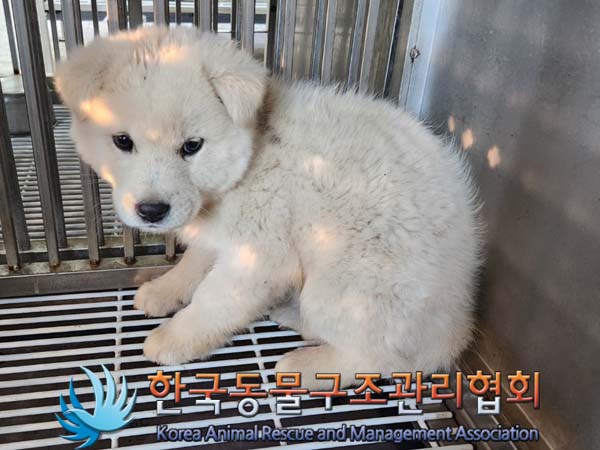 한국동물구조관리협회_441406202400411