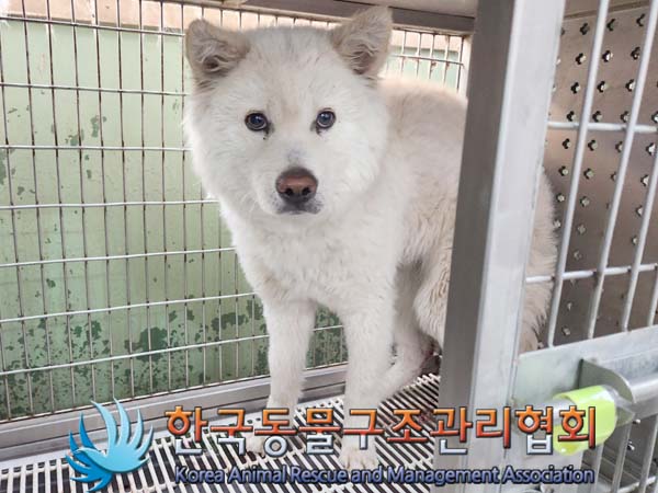 한국동물구조관리협회_441414202400113