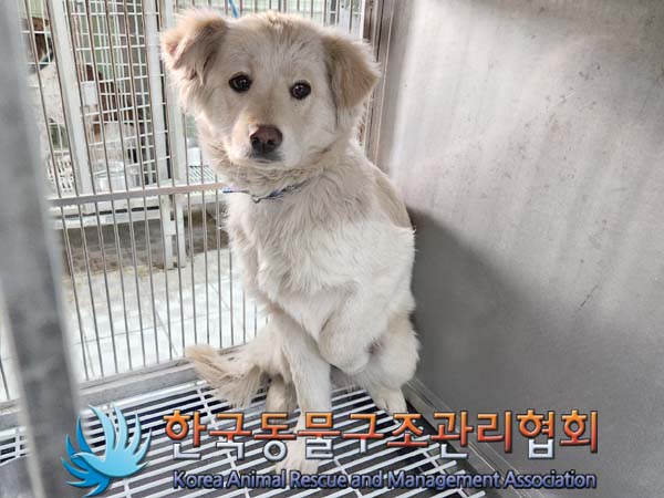 한국동물구조관리협회_441404202400124