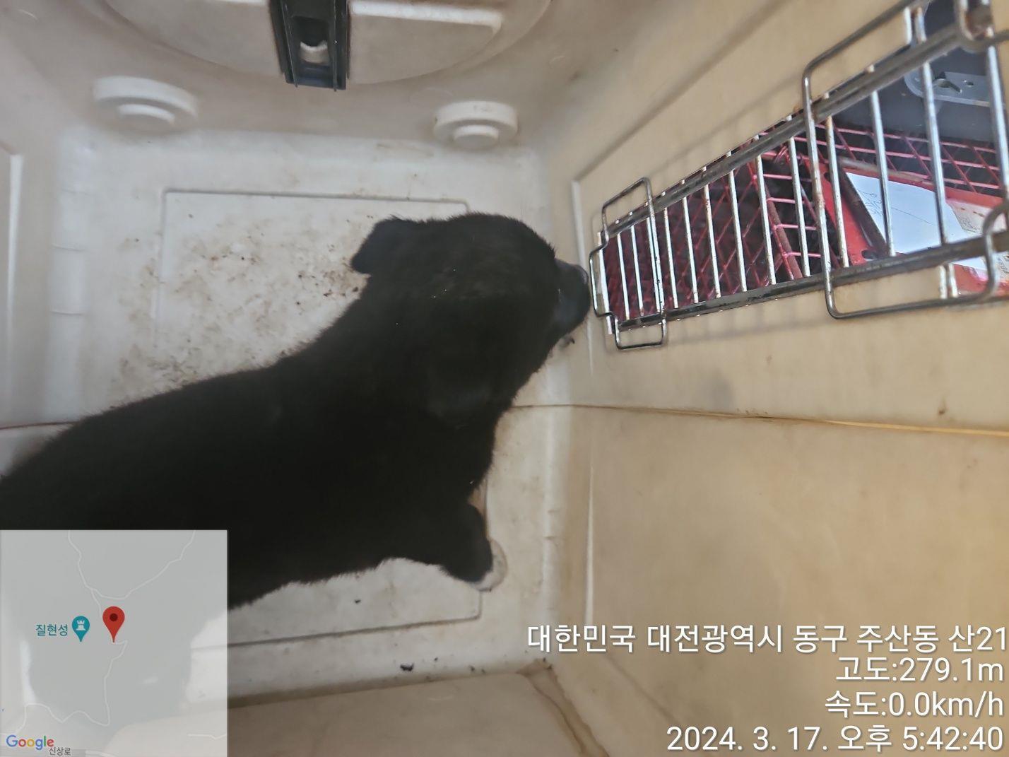 대전동물보호센터_430364202400064