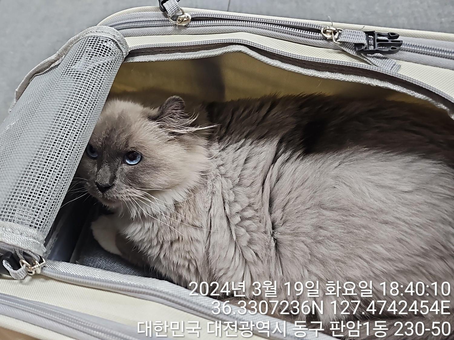 종료(안락사) 페르…