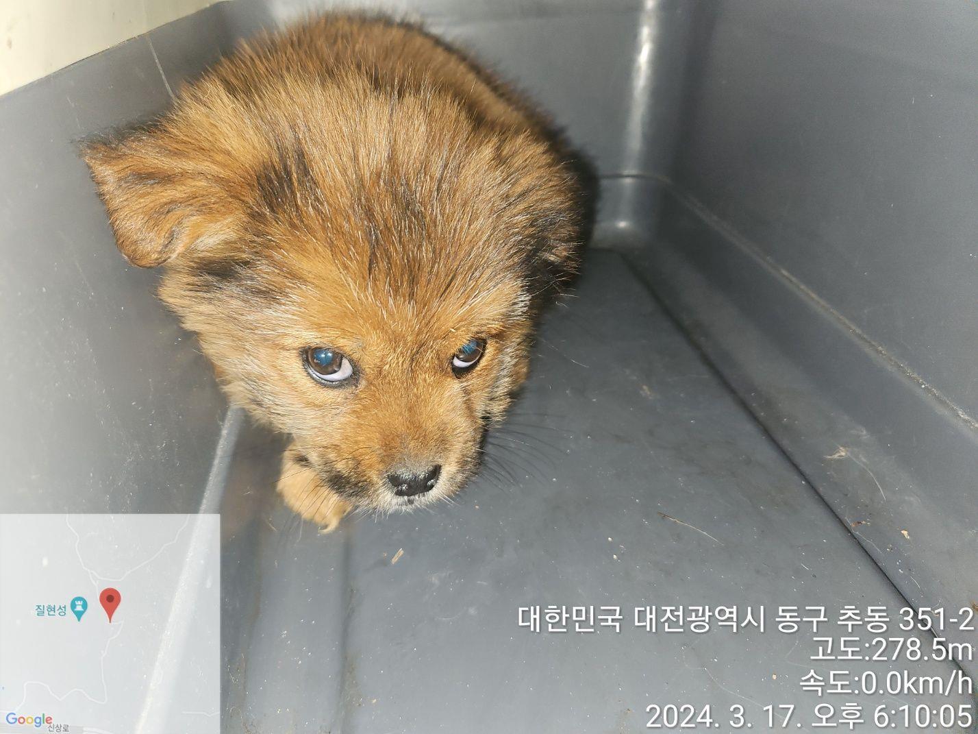 대전동물보호센터_430364202400065