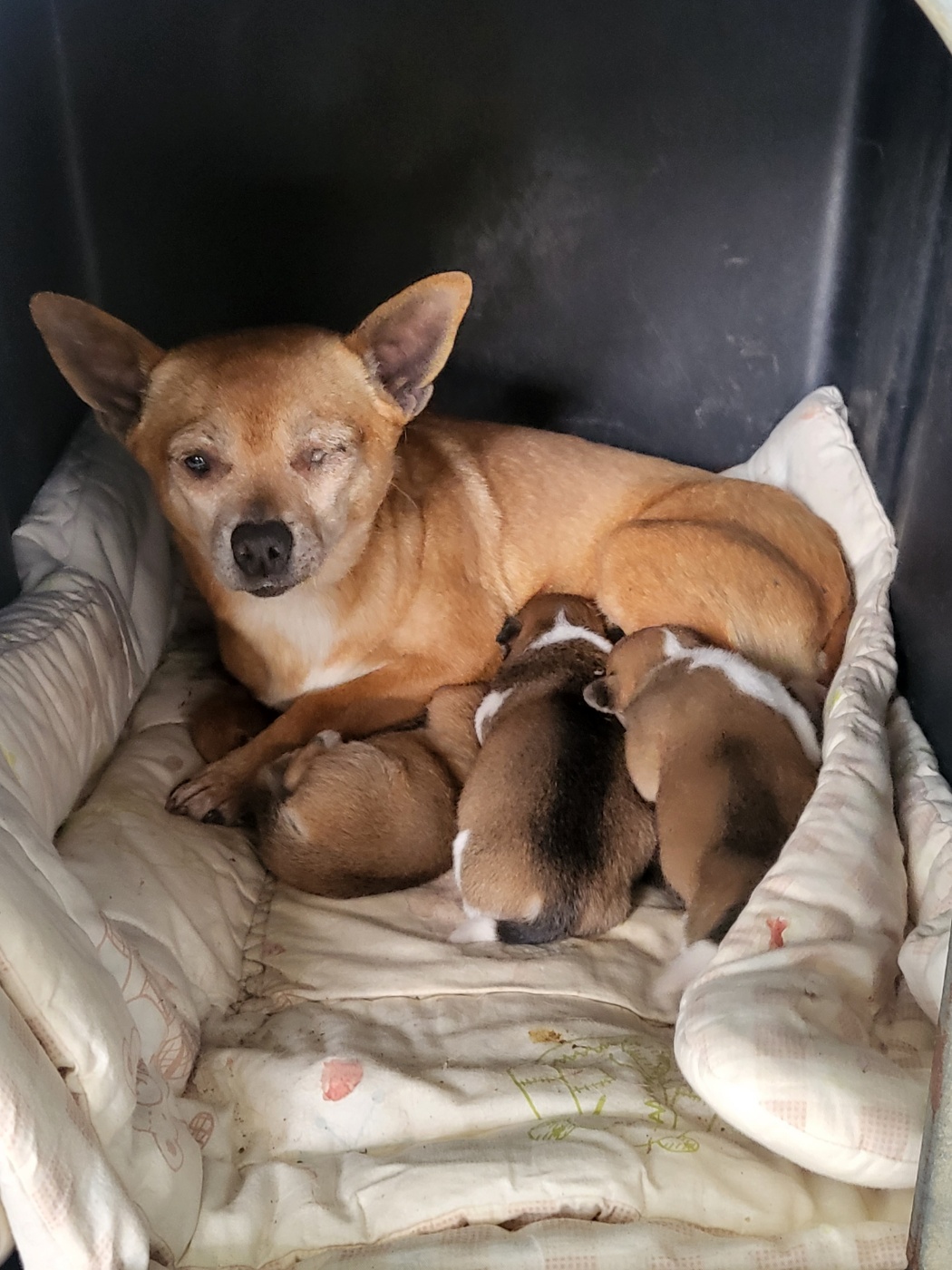 예천군유기동물보호소_447523202400361