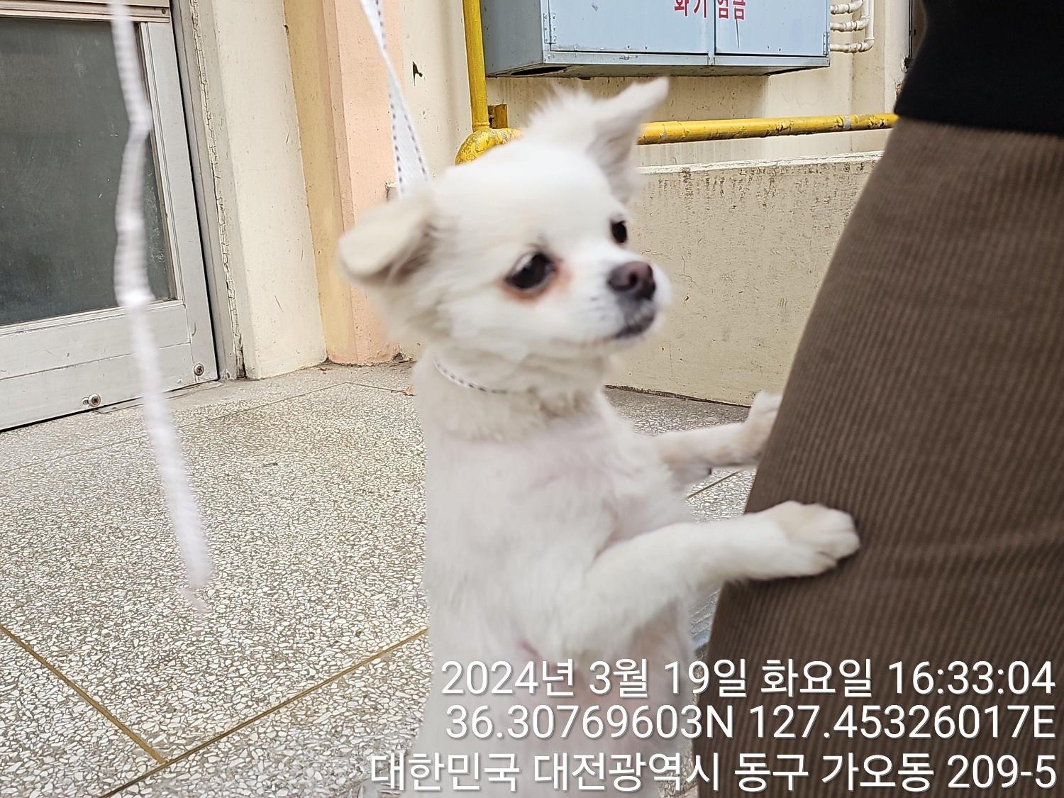 대전동물보호센터_430364202400067