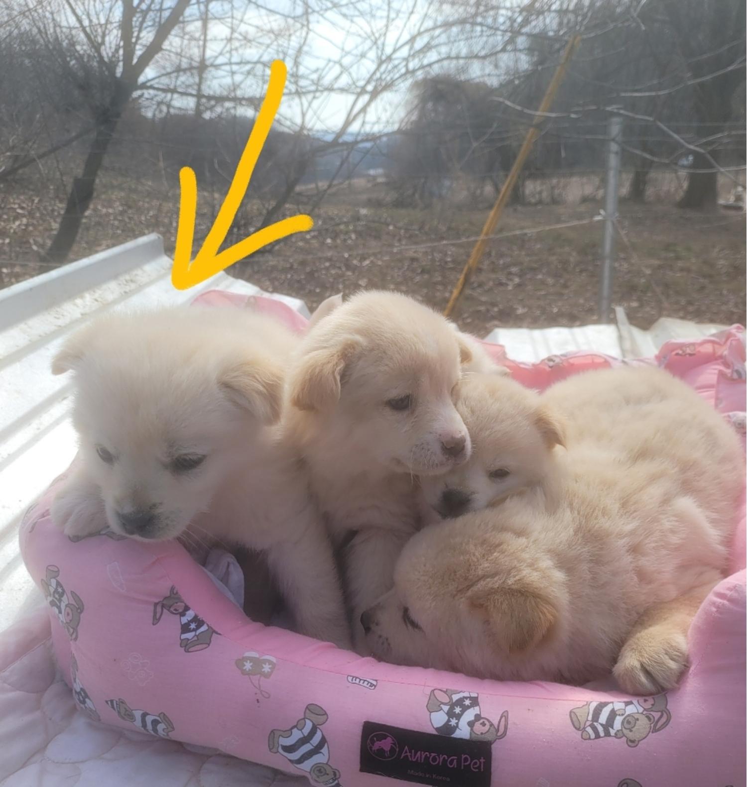 유기동물보호센터_447507202400045