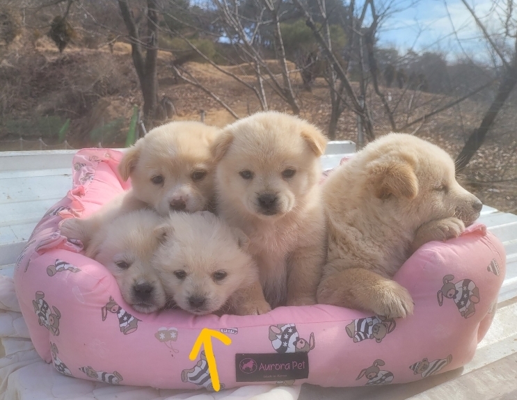 유기동물보호센터_447507202400042