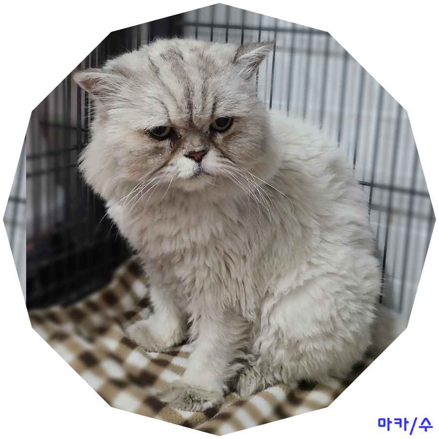 군산유기동물보호센터_445467202400448