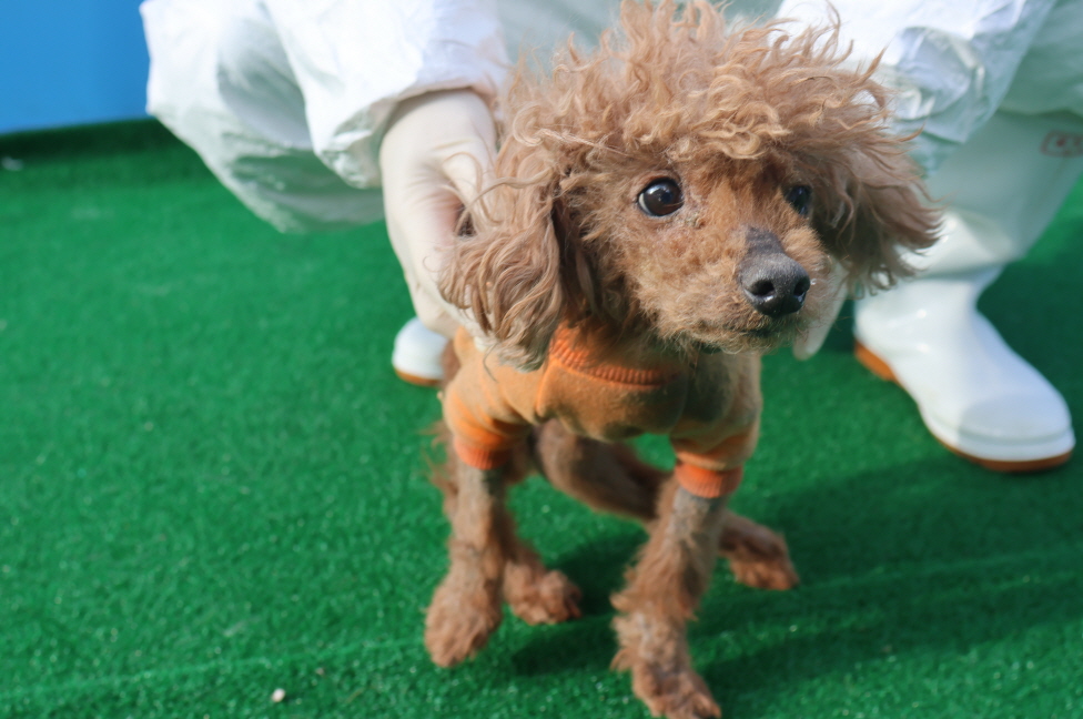 제주 동물보호센터_450650202400877