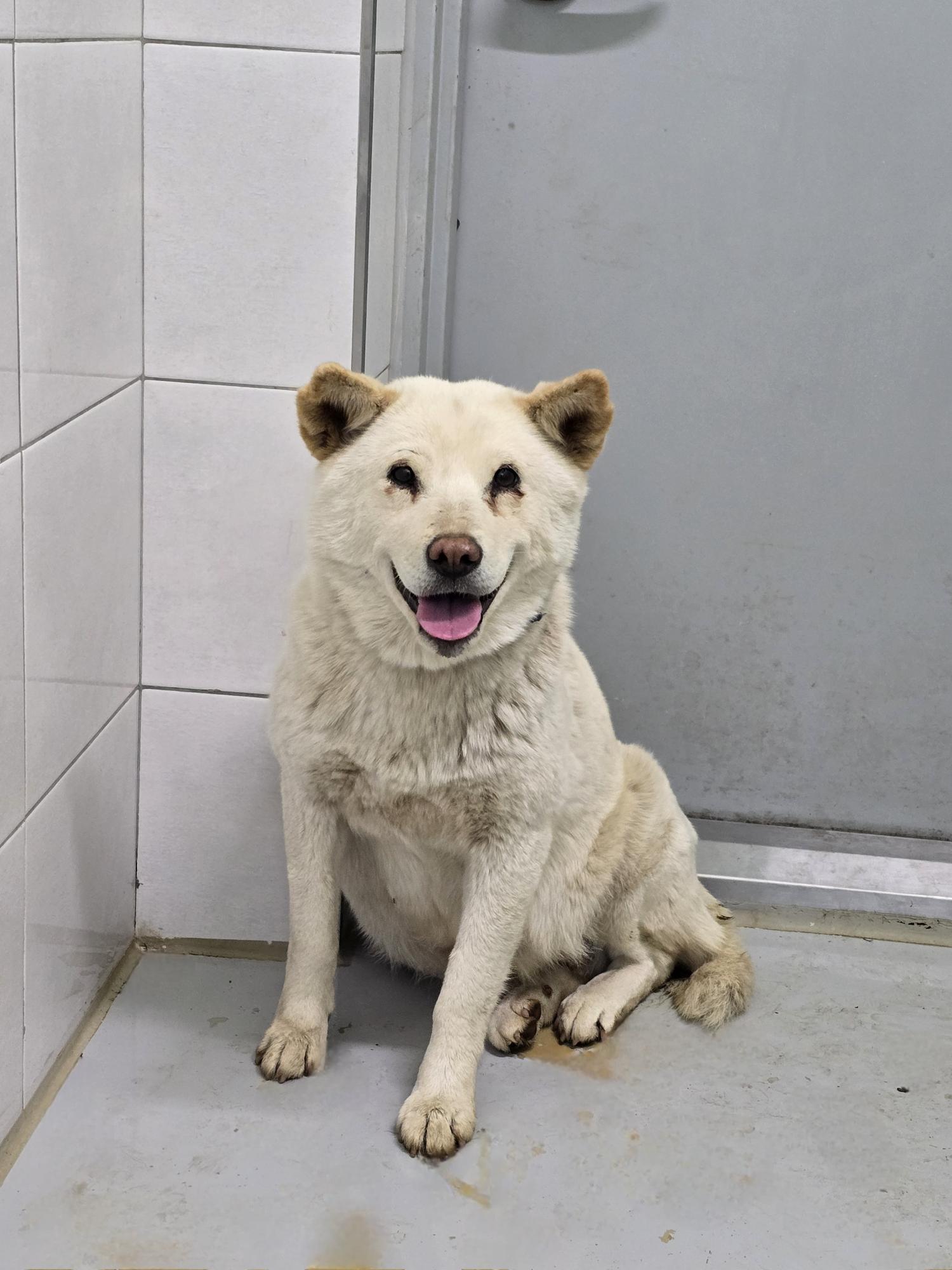 아산동물복지지원센터_444452202400656