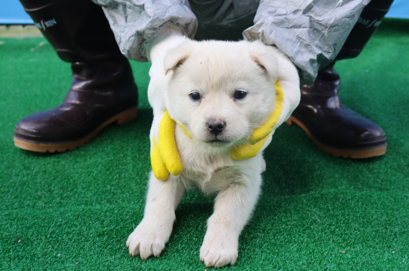 제주 동물보호센터_450650202400874