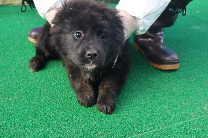 제주 동물보호센터_450650202400878