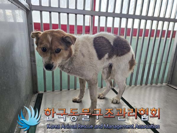 한국동물구조관리협회_441414202400124