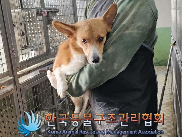 한국동물구조관리협회_411312202400232