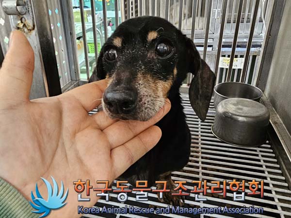 한국동물구조관리협회_411317202400066