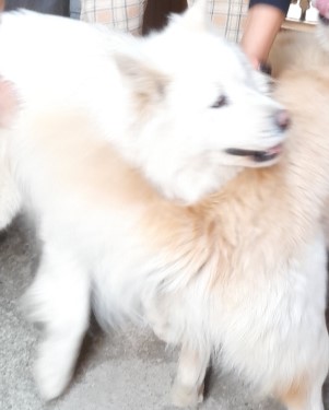 종료(반환) 믹스견…