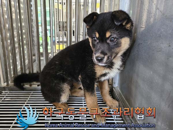 한국동물구조관리협회_441559202400154