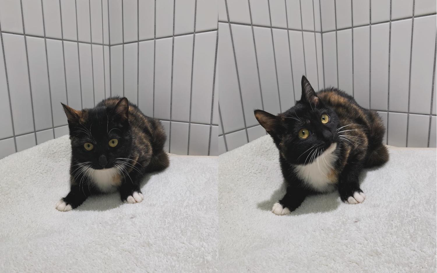 [고양이] 한국 고양이 경기-부천-2023-00822 유기동물 배경 이미지 입니다.