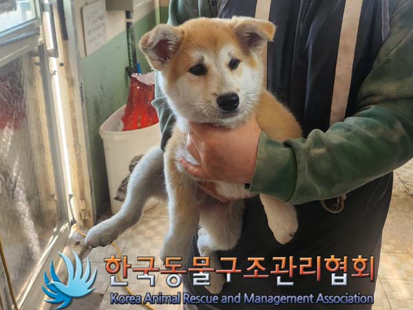종료(안락사) 믹스…