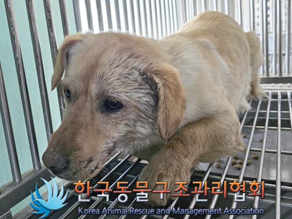 한국동물구조관리협회_441414202400126