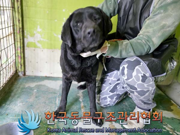 한국동물구조관리협회_411300202400055