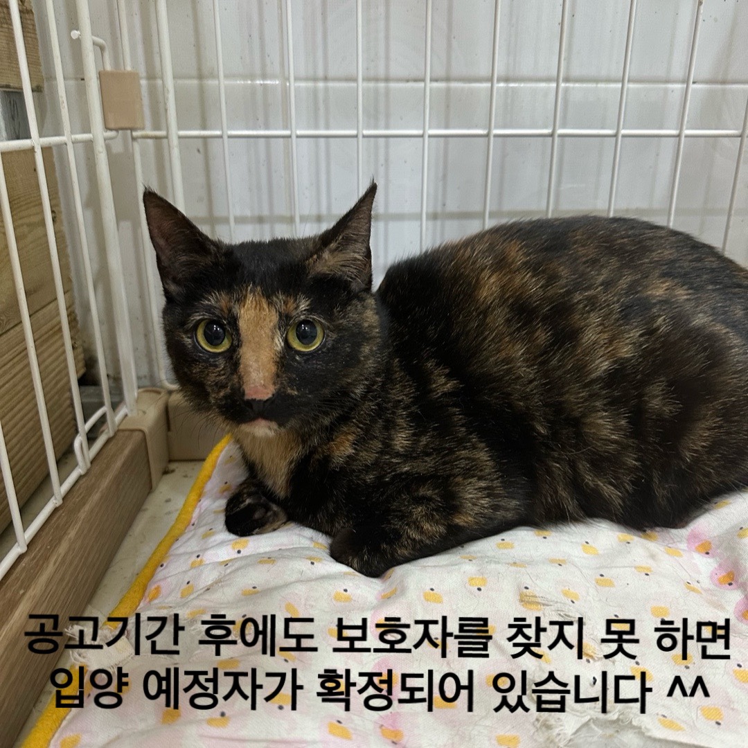 멘토동물병원_427346202400152