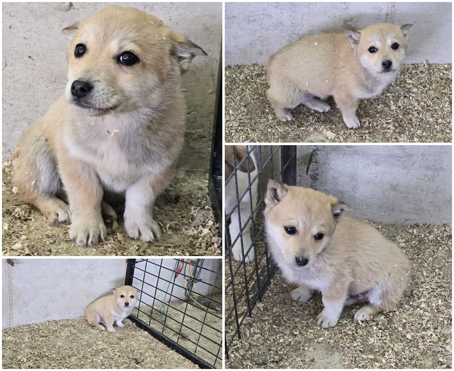 무안군유기동물보호소_446495202400136